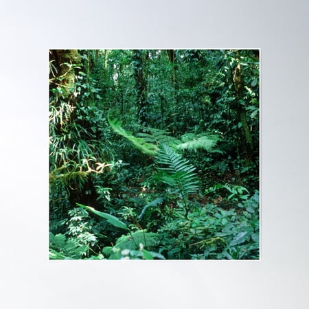 Lost In Costa Rica: Rain Forest Jungle Trek Poster Wall Art, Modern Wall Decor, 16x16 UNFRAMED