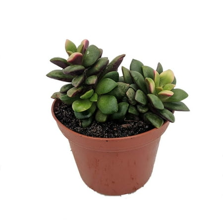 Lost Love Succulent Plant - Anacampseros rufescens variegata - 2" Pot