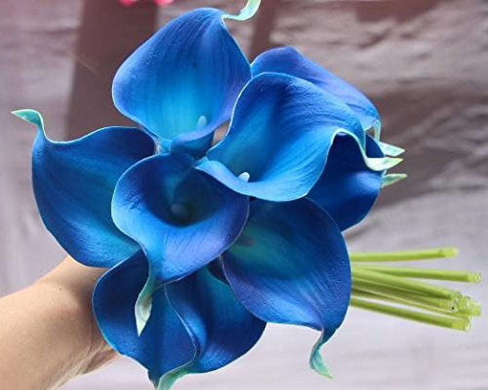 Blue on sale calla lily