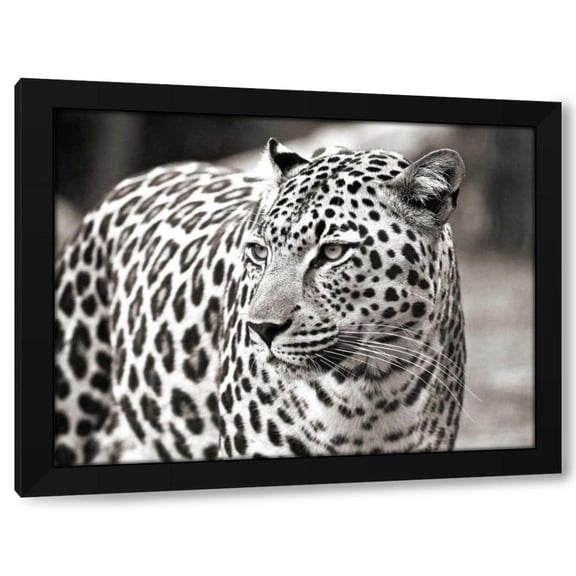 Claudia Lothering 14x12 Black Modern Wood Framed Wall Art Titled - Portrait of leopard - South Africa