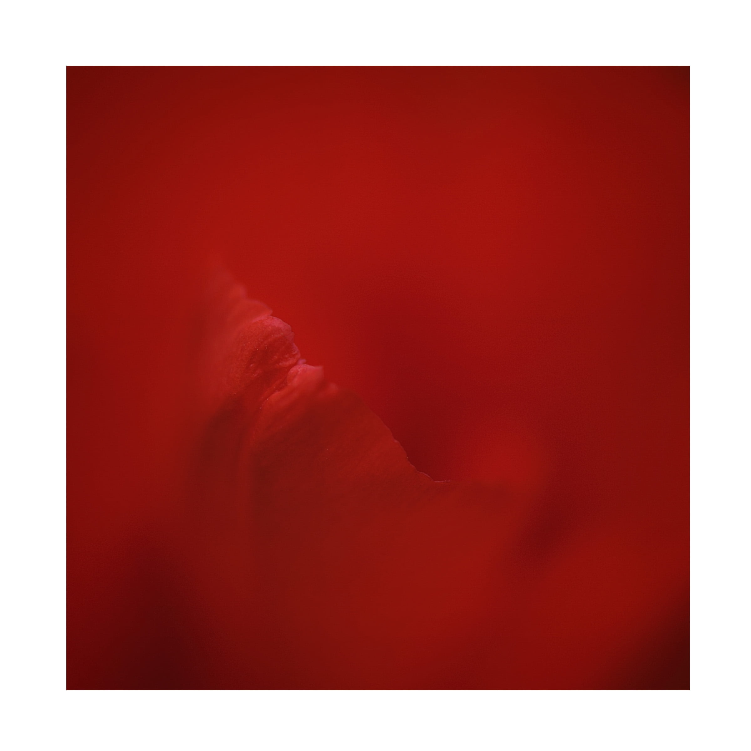 Lotte Gronkjar 'All Red' Canvas Art