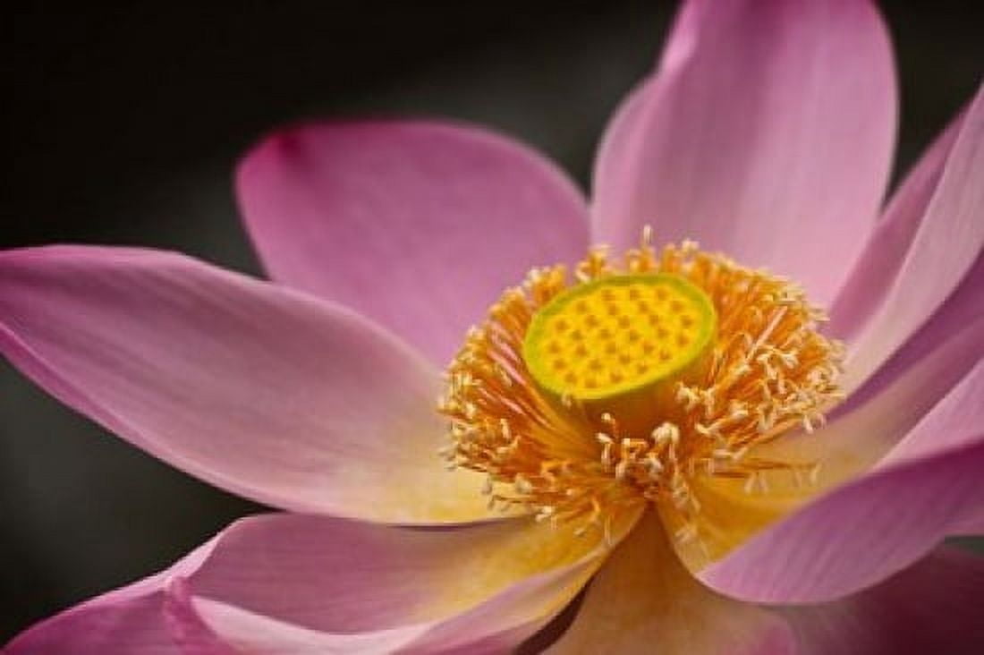 Lotus Bloom Nyuh Kuning Village Ubud Bali Indonesia Canvas Art - Alida Latham DanitaDelimont (29 x 19)