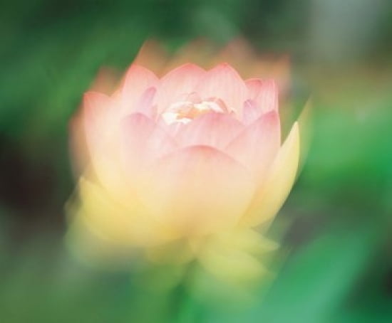 Lotus Blurred Motion Canvas Art - Panoramic Images (36 x 30)
