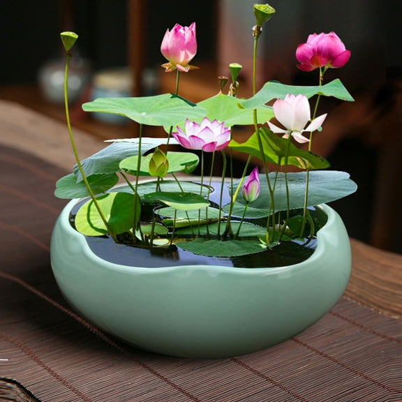 Lotus Bowl Planter – 8" Ceramic Water Plant Pot Bonsai Bowl Lotus Flower,Shallow Glazed Vase for Lotus Seeds,Bonsai,Succulents,Hydroponic Plants(Mint Green)