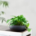 thumbnail image 1 of Lotus Bowl Planter Round Lotus Bowl Glass Lotus Flower Bowl Lotus Bowls For Planting In Water Indoors Applicable To Bonsai Bowl Lotus Flower Hydroponic Plant Bowl Lotus Seeds Lotus Bowl Planter, 1 of 7