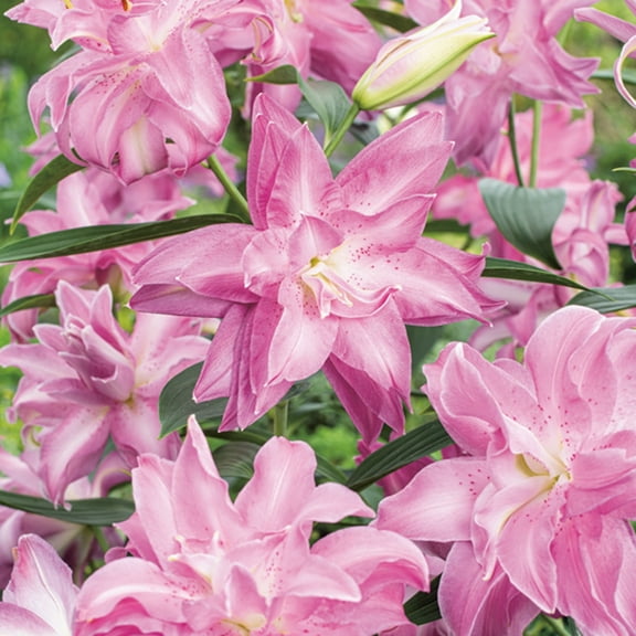 Lotus Dream Oriental Lily - 2 Bulbs 16/18cm - Deep Pink Double Blooms
