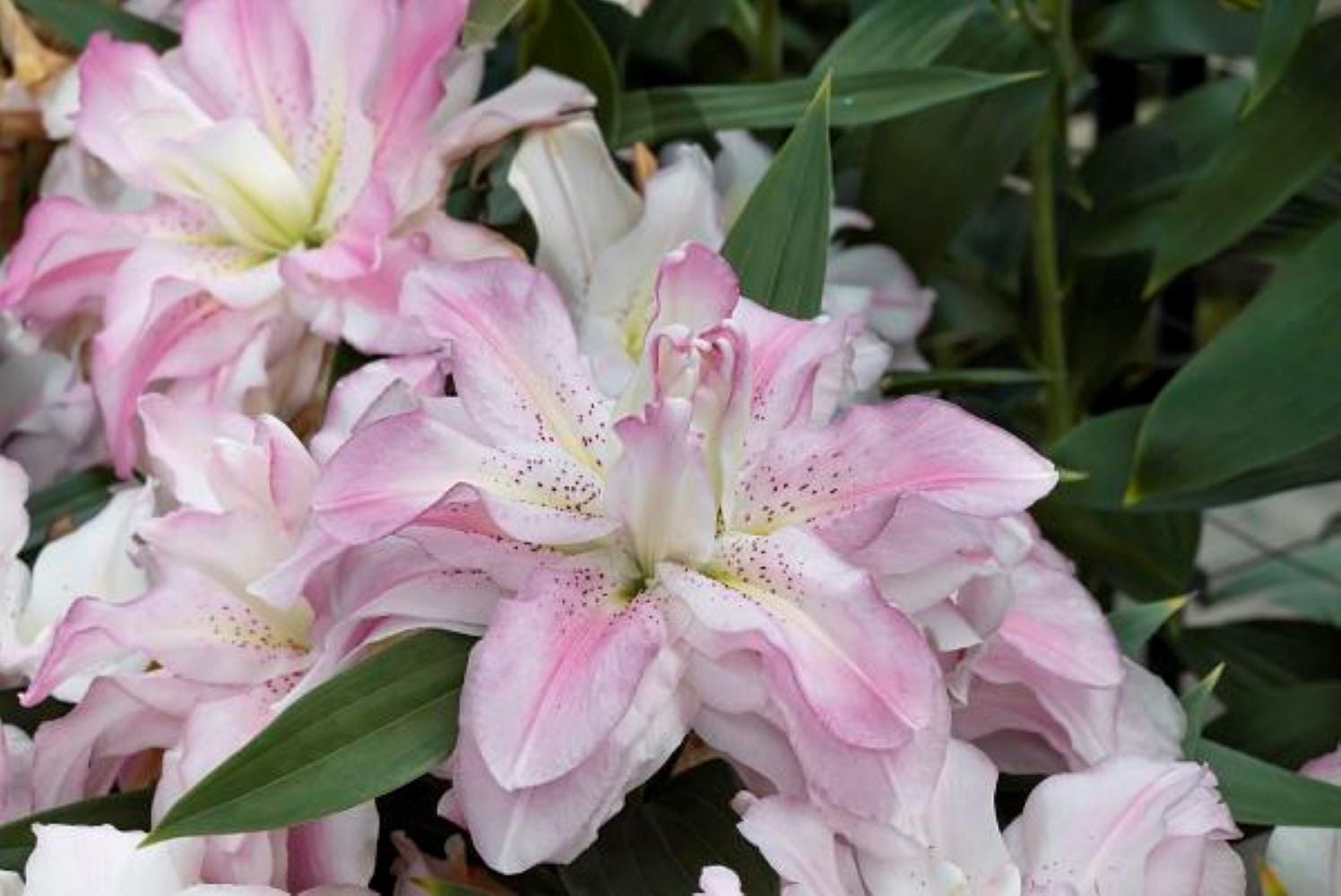 Lotus Elegance Oriental Lily - 2 Bulbs 16/18cm - Ruffled Pink Blooms ...