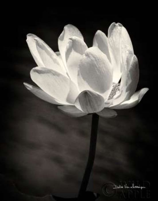 Lotus Flower X Canvas Art - Debra Van Swearingen (22 x 28)