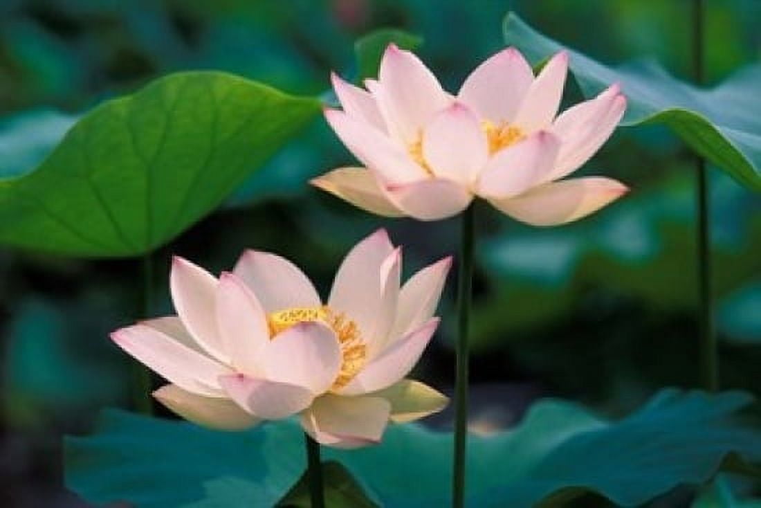 Lotus Flower in Blossom China Canvas Art - Keren Su  DanitaDelimont (18 x 12)