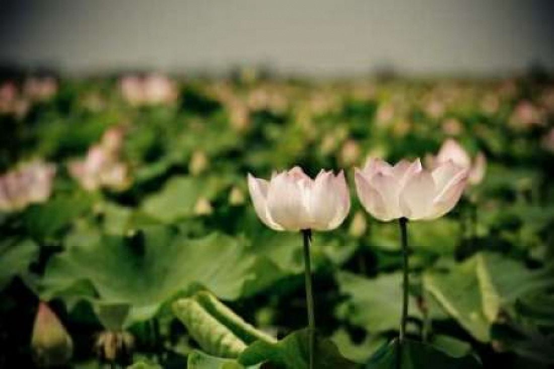 Lotus Flowers I Canvas Art - Erin Berzel (12 x 18)