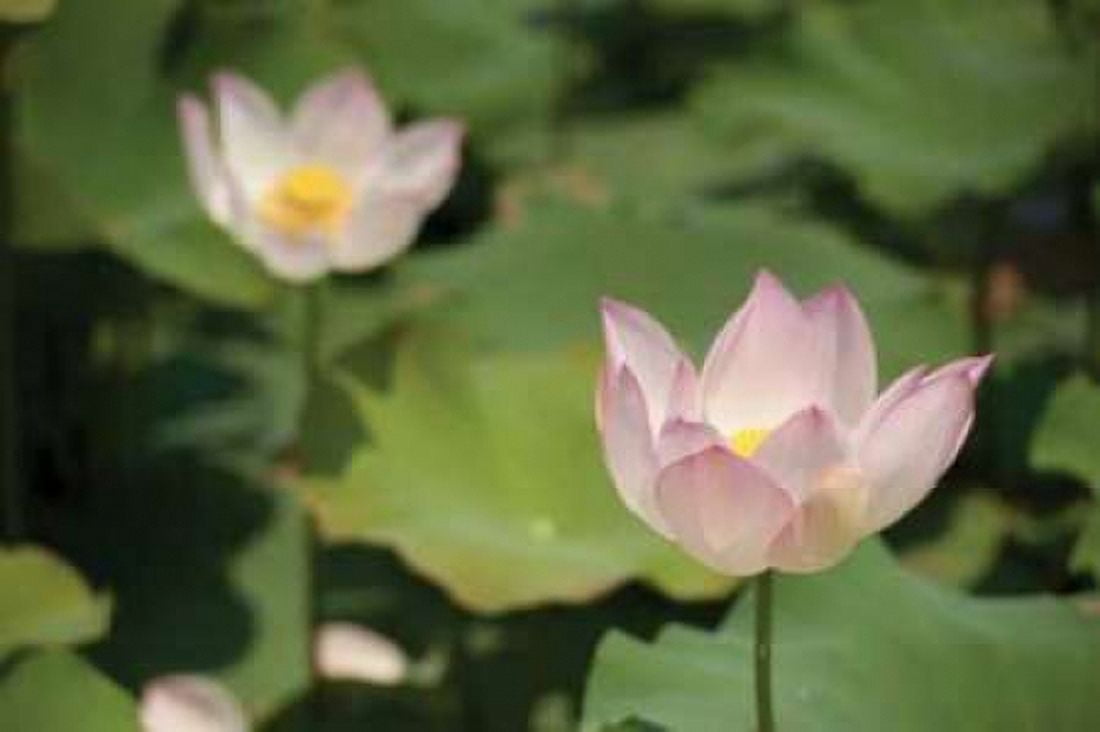 Lotus Flowers II Canvas Art - Erin Berzel (12 x 18)