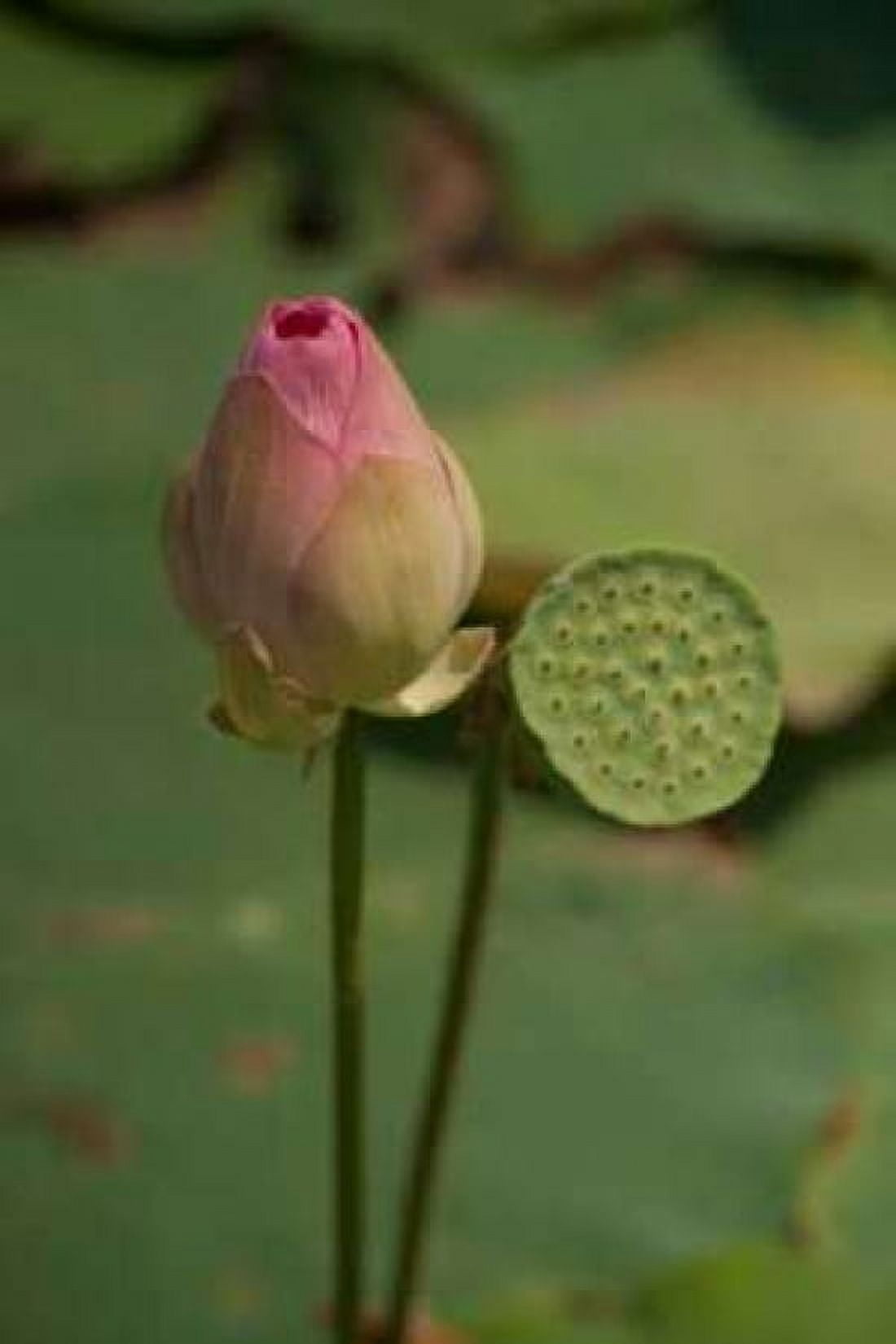 Lotus Flowers III Canvas Art - Erin Berzel (24 x 36)