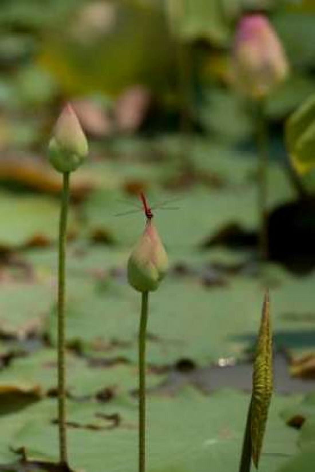 Lotus Flowers IV Canvas Art - Erin Berzel (20 x 28)