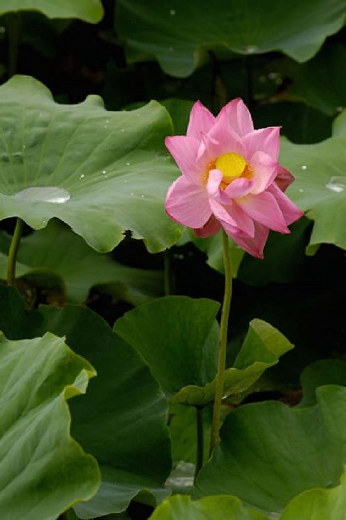 Lotus Lilies Yunnan Province China Canvas Art - Pete Oxford DanitaDelimont (25 x 38)