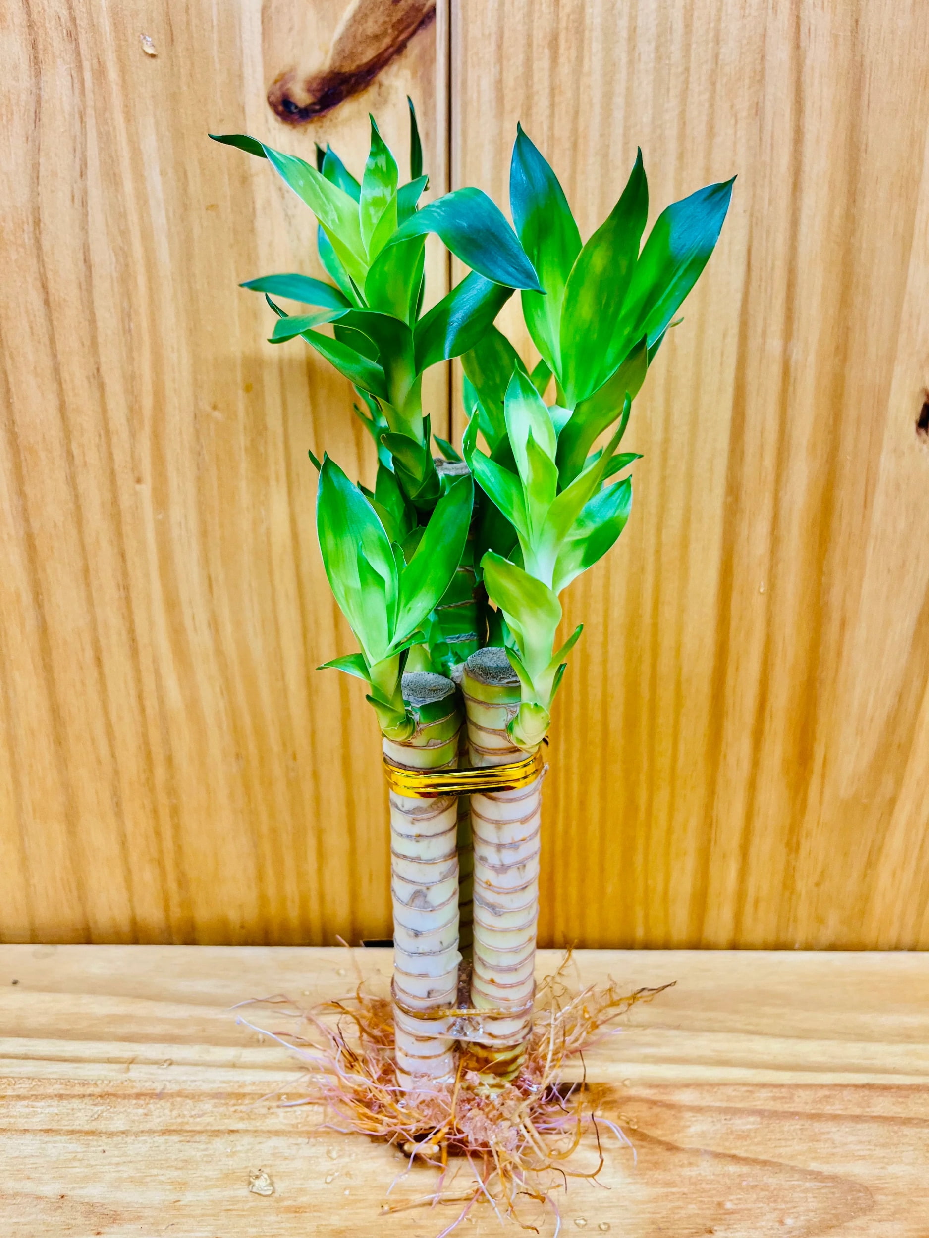 Elephant Head Pot Lucky Bamboo Live Lucky Bamboo Plant In Two-Tier Elephant  Ceramic Vase - Feng Shui Good Luck Gift, Low Maintenance Indoor Plant Lucky  Bamboo Vase