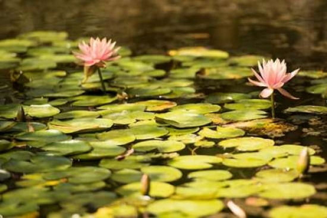 Lotus Pond I Canvas Art - Erin Berzel (24 x 36)