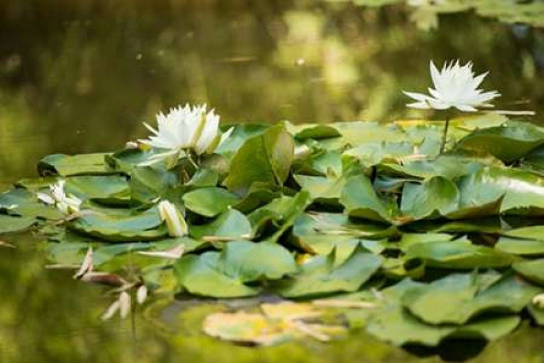 Lotus Pond II Canvas Art - Erin Berzel (24 x 36)