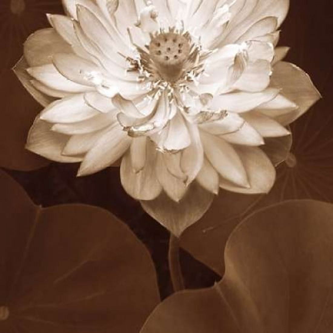 Lotus Welcome Canvas Art - Rebecca Swanson (24 x 24)