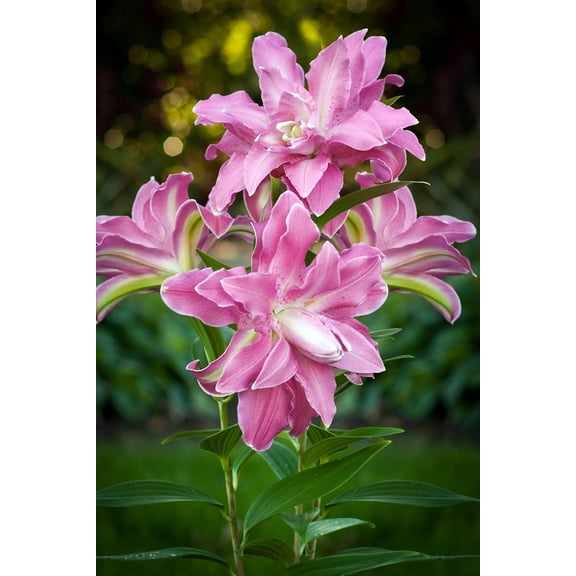 Lotus Wonder Oriental Lily - 2 Bulbs 16/18cm - Candy Pink Double Blooms