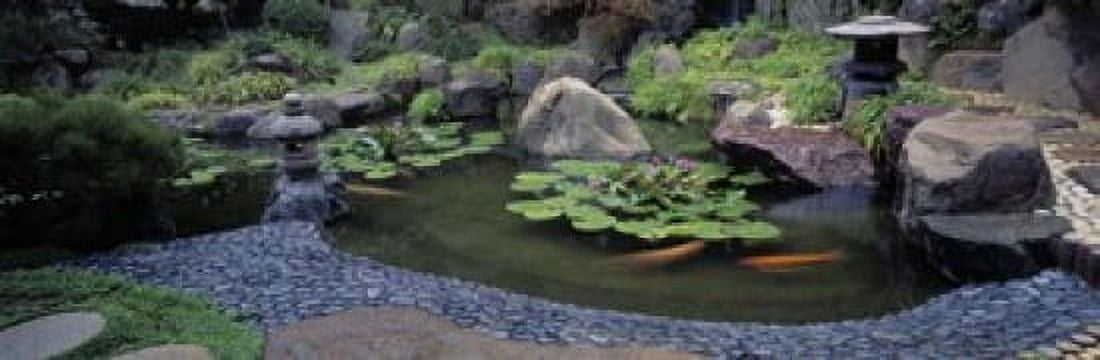 Lotus blossoms Japanese Garden University of California Los Angeles California USA Canvas Art - Panoramic Images (18 x 6)
