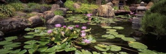 Lotus blossoms Japanese Garden University of California Los Angeles California USA Canvas Art - Panoramic Images (36 x 12)