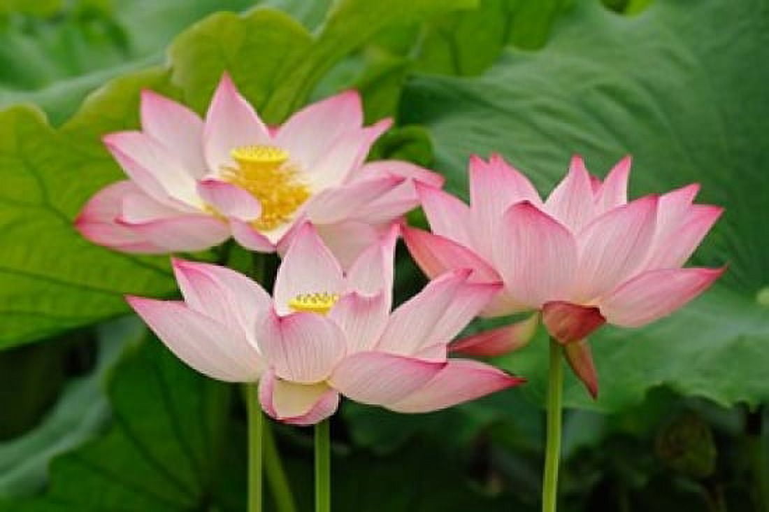 Lotus flower Nelumbo nucifera China Canvas Art - Adam Jones DanitaDelimont (35 x 23)