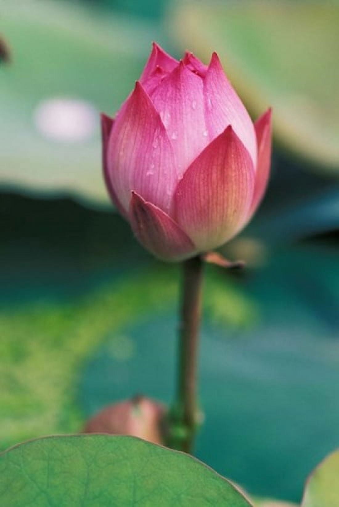 Lotus flower bud Hangzhou Zhejiang Province China Canvas Art - Keren Su DanitaDelimont (12 x 17)
