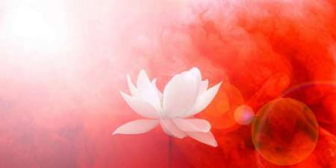 Lotus in Flames Canvas Art - Bahman Farzad (24 x 48)