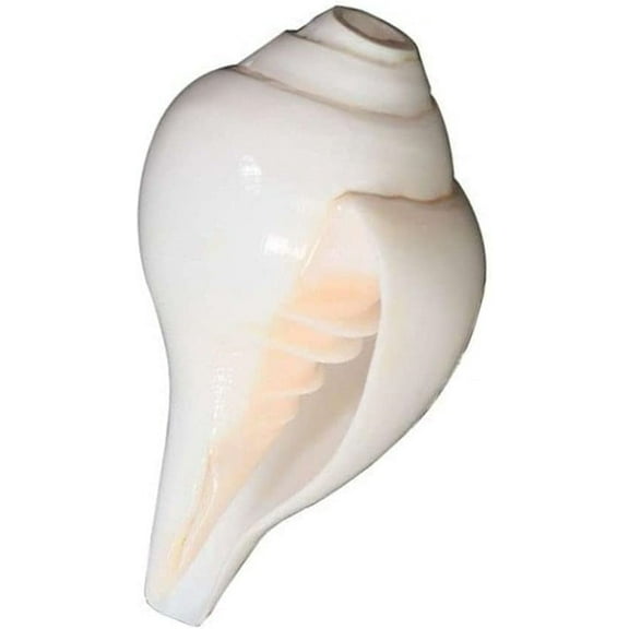Loud Blowing Original Conch Shell Shankh 6 IN Large White Best For Pooja, Decoration, Sound Meditation & Healing - Sea Shell Real Blowing Conch Sankha