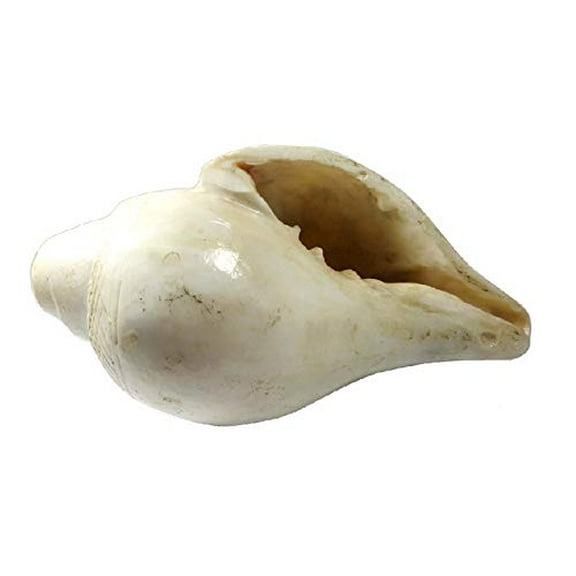 Loud and Large Sound Blowing Vamavarti Shankh/Shankha (Conch Shell) for Divine Worship and Pooja on Auspicious Occasions Like Diwali/Festival and for Seeking The Blessings of God By Indian Collectible
