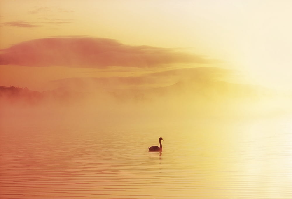 Lough Leane Killarney Co Kerry Ireland Bird In The Water Covered By A Mist Canvas Art - The Irish Image Collection Design Pics (18 x 12)