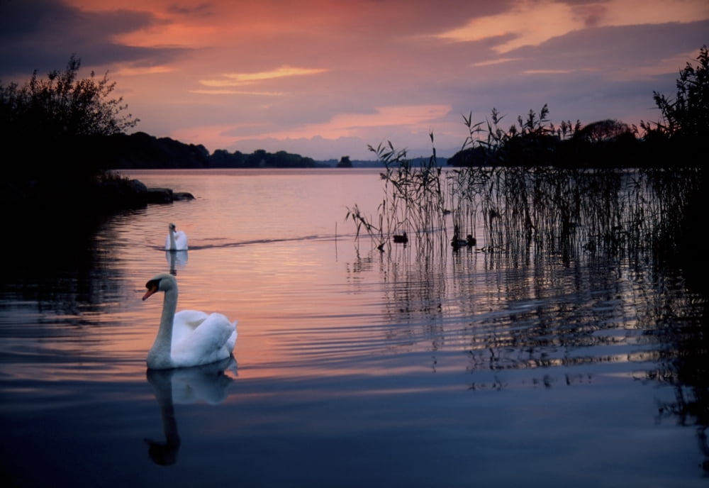 Lough Leane Killarney National Park County Kerry Ireland Swan At Sunset Canvas Art - Richard Cummins Design Pics (36 x 24)