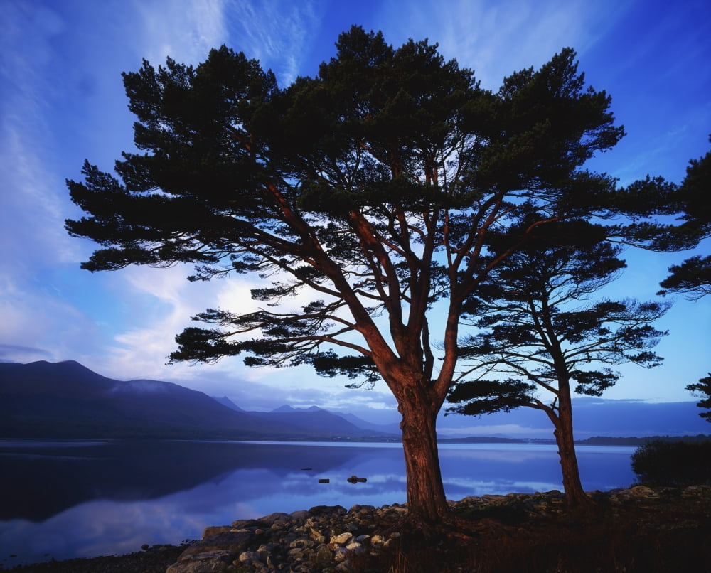Lough Leane Lakes Of Killarney Killarney Co Kerry Ireland Largest Lake Of The Lakes Of Killarney Canvas Art - The Irish Image Collection Design Pics (34 x 26)