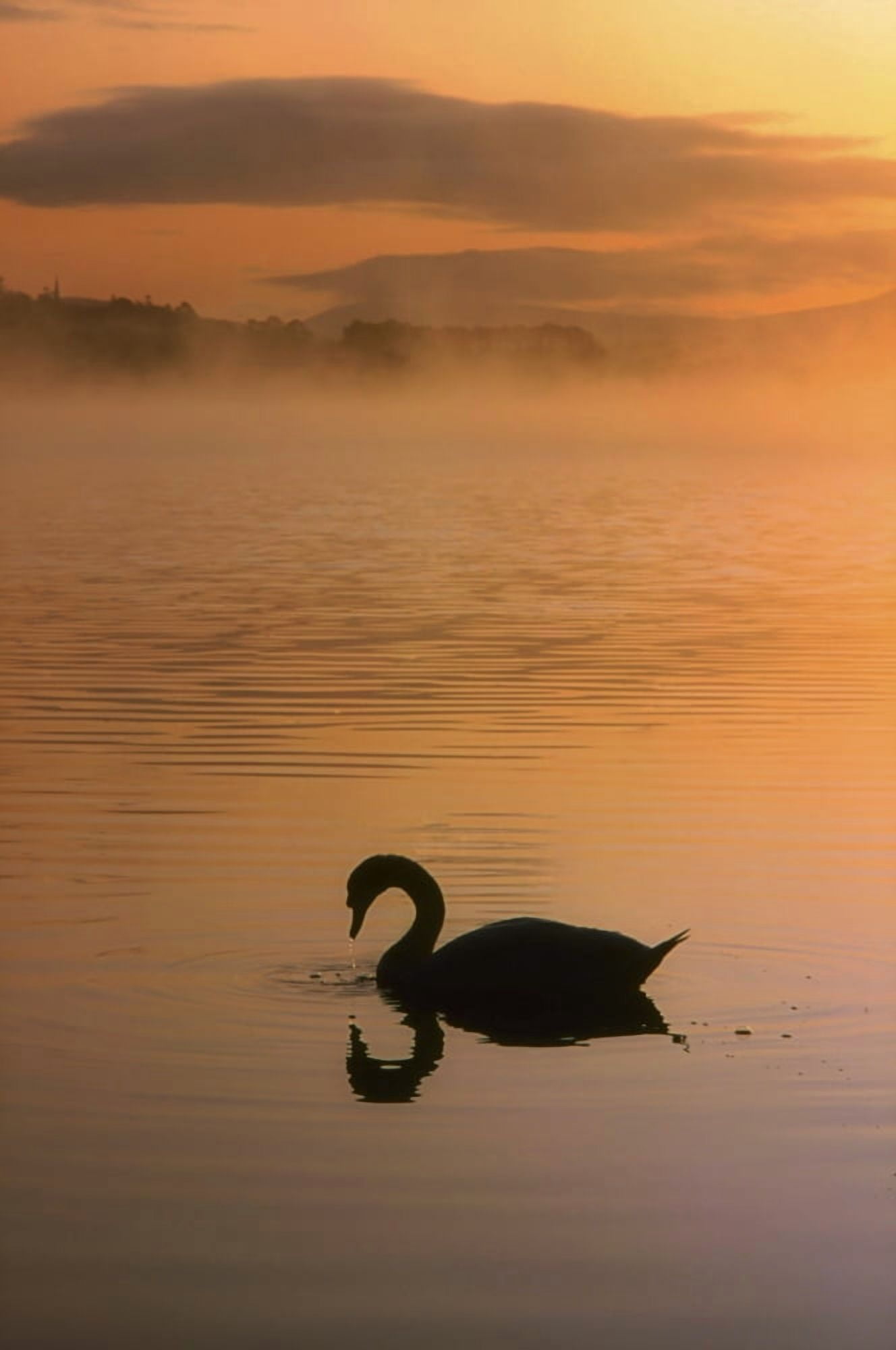 Lough Leane Lakes Of Killarney Co Kerry Ireland Silhouetted Swan Canvas Art - The Irish Image Collection  Design Pics (12 x 18)