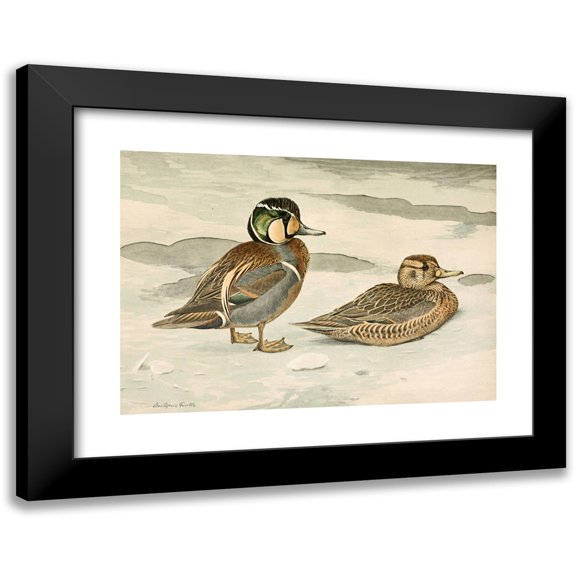 Louis Agassiz Fuertes 18x14 Black Modern Framed Museum Art Print Titled - Formosan Teal (1922-1926)