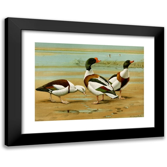 Louis Agassiz Fuertes 18x14 Black Modern Framed Museum Art Print Titled - Radjah Sheldrake, Common Sheldrake (1922-1926)