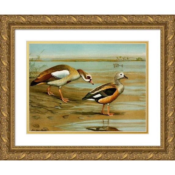 Louis Agassiz Fuertes 18x14 Gold Ornate Wood Frame and Double Matted Museum Art Print Titled - Egyptian Goose, Orinoco Goose (1922-1926)