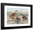 thumbnail image 1 of Louis Agassiz Fuertes 18x15 Black Modern Framed Museum Art Print Titled - Bahama Duck, Galapagos Island Duck, African Red-Billed Duck (1922-1926), 1 of 5