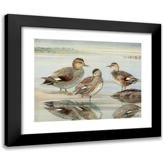 Louis Agassiz Fuertes 18x15 Black Modern Framed Museum Art Print Titled - Gadwall, Coues's Gadwall (1922-1926)