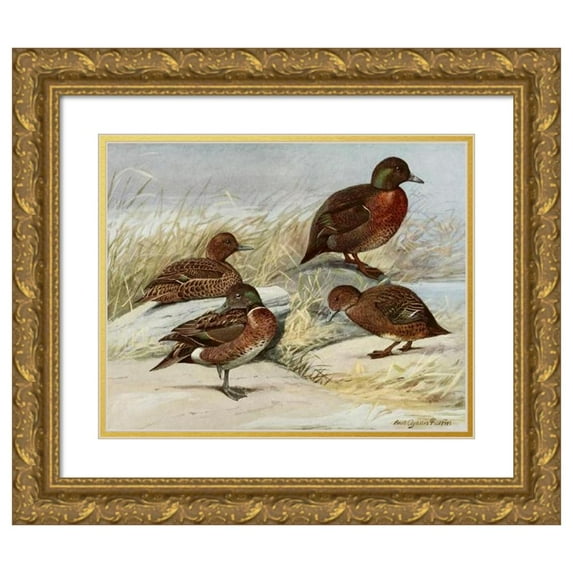 Louis Agassiz Fuertes 18x15 Gold Ornate Wood Frame and Double Matted Museum Art Print Titled - Brown Duck, Auckland Island Duck (1922-1926)