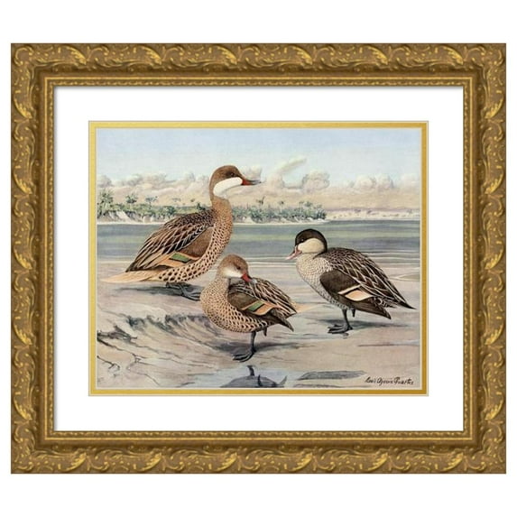 Louis Agassiz Fuertes 24x20 Gold Ornate Framed and Double Matted Museum Art Print Titled - Bahama Duck, Galapagos Island Duck, African Red-Billed Duck (1922-1926)