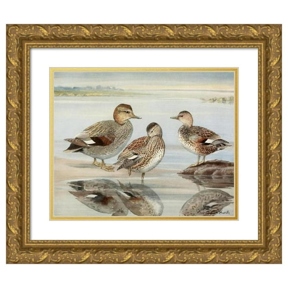 Louis Agassiz Fuertes 24x20 Gold Ornate Framed and Double Matted Museum Art Print Titled - Gadwall, Coues's Gadwall (1922-1926)