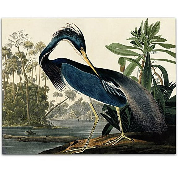 Louisiana Heron - 11x14 Unframed Art Print - Great Home Decor