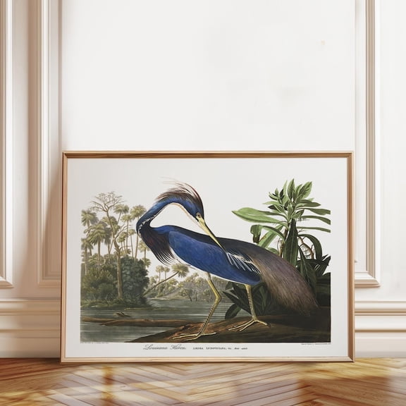 Louisiana Heron Birds Of America Wall Art Print, Unframed Paper Poster 24x36in