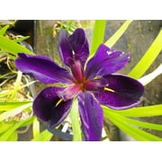 Louisiana Iris Bog Pond Plant - Black Gamecock - Dark Purple Louisiana Iris Marginal Pond Plant from AquaLeaf Aquatics