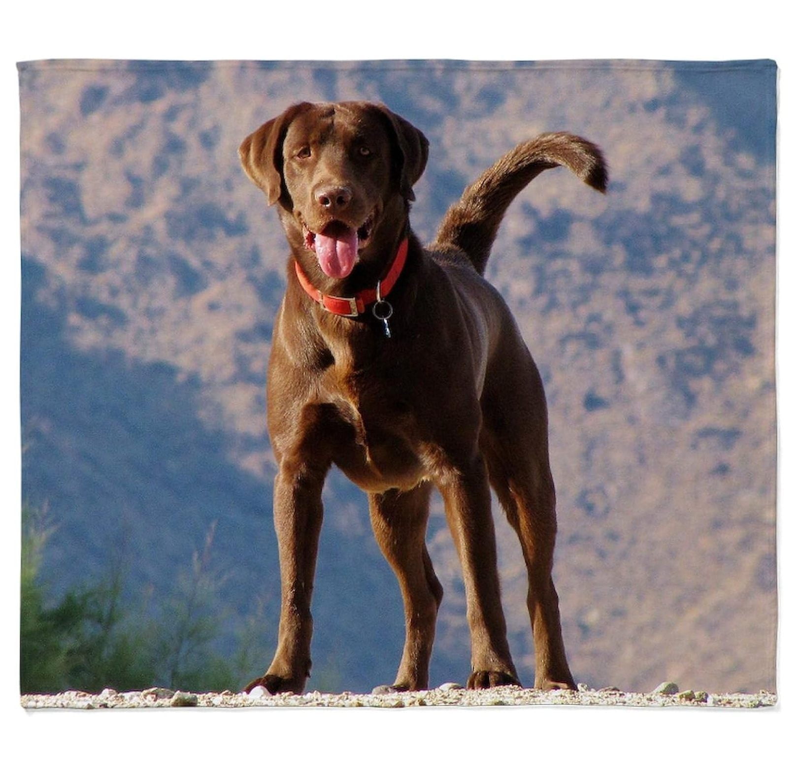 Chocolate lab blanket hotsell