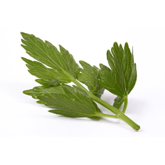 Lovage Culinary Herb Premium Seed Packet