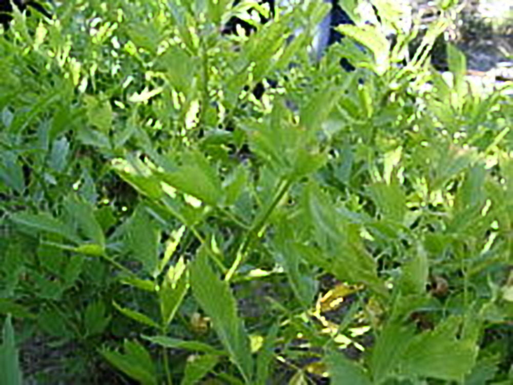Lovage Great Garden Herb by Seed Kingdom Bulk 1/4 Lb Seeds