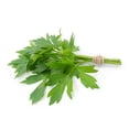 thumbnail image 1 of Lovage Herb - 8 Plants - Levisticum officinale, 1 of 1