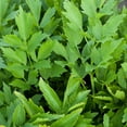 thumbnail image 1 of Lovage Herb Garden Seeds - 250 Mg Packet ~70 Seeds - Non-GMO Medicinal Herbal Gardening Seeds - Annual - Loveage, 1 of 7